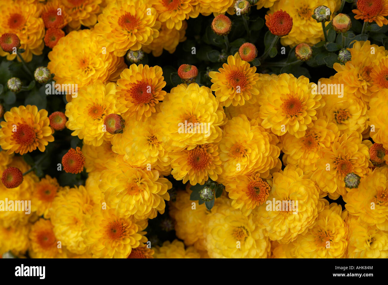 Chrysanthemum Gigi Gold Stock Photo