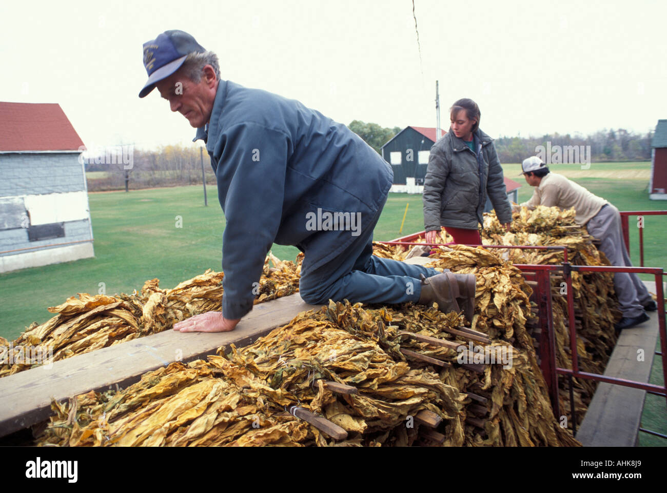 Canada Ontario MR Louis Keursten climbs atop trailer loaded dried tobacco leaf at farm in town of Simcoe Stock Photo