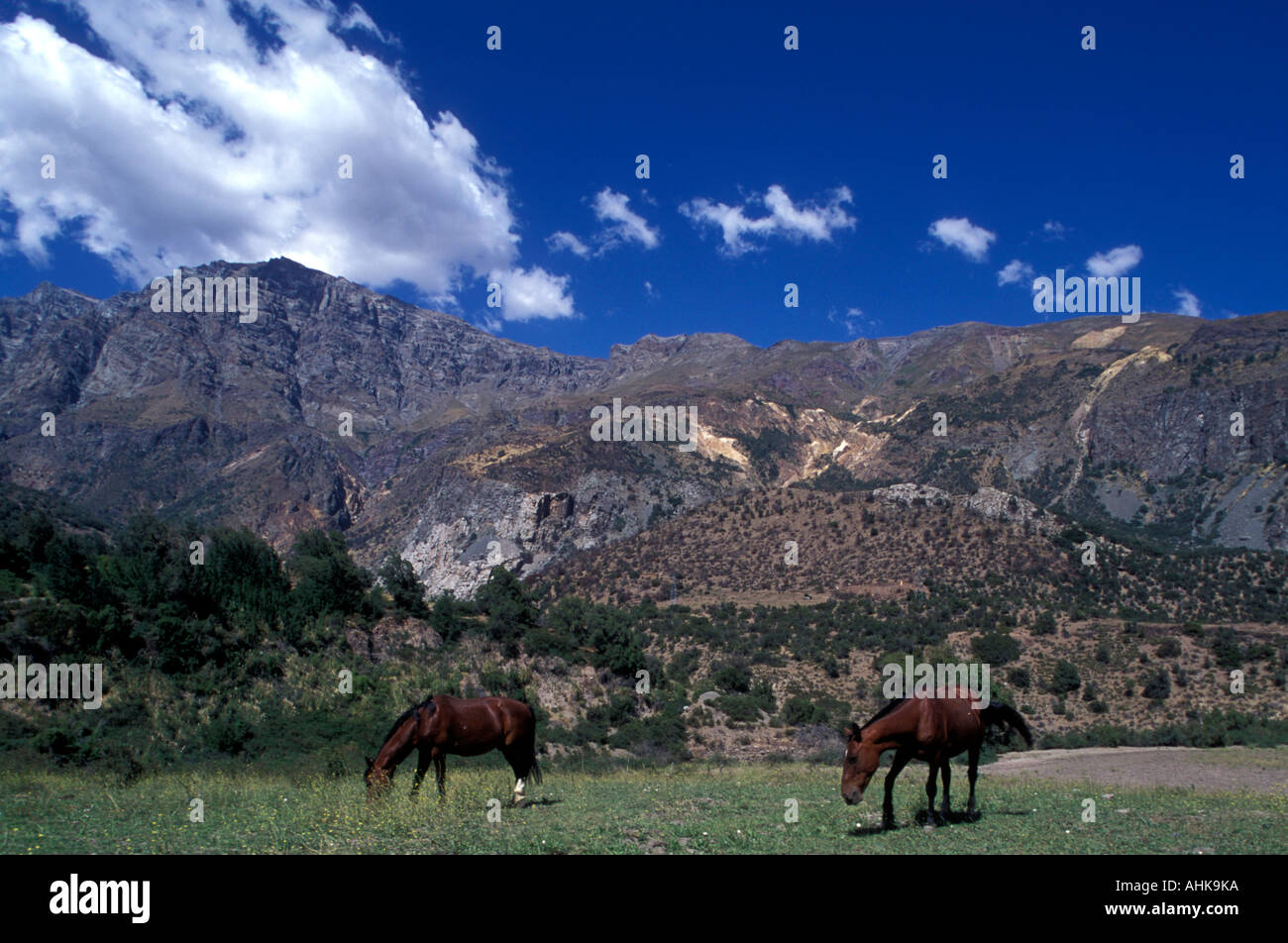 Chile El Morado National Park Horses in pasture in mountains along Rio Maipo east of Santiago Stock Photo