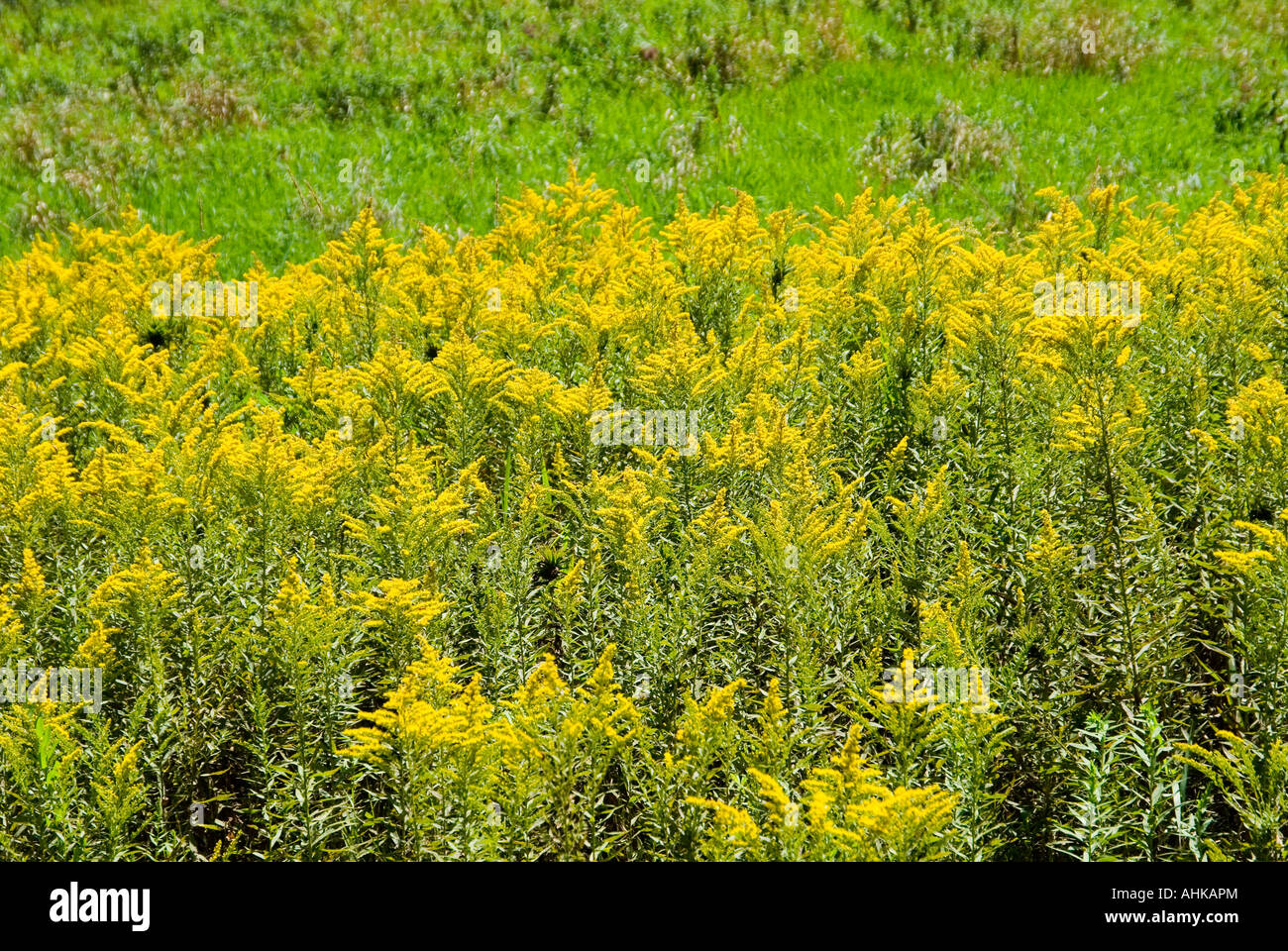 Field of Goldenrod Stock Photo Alamy
