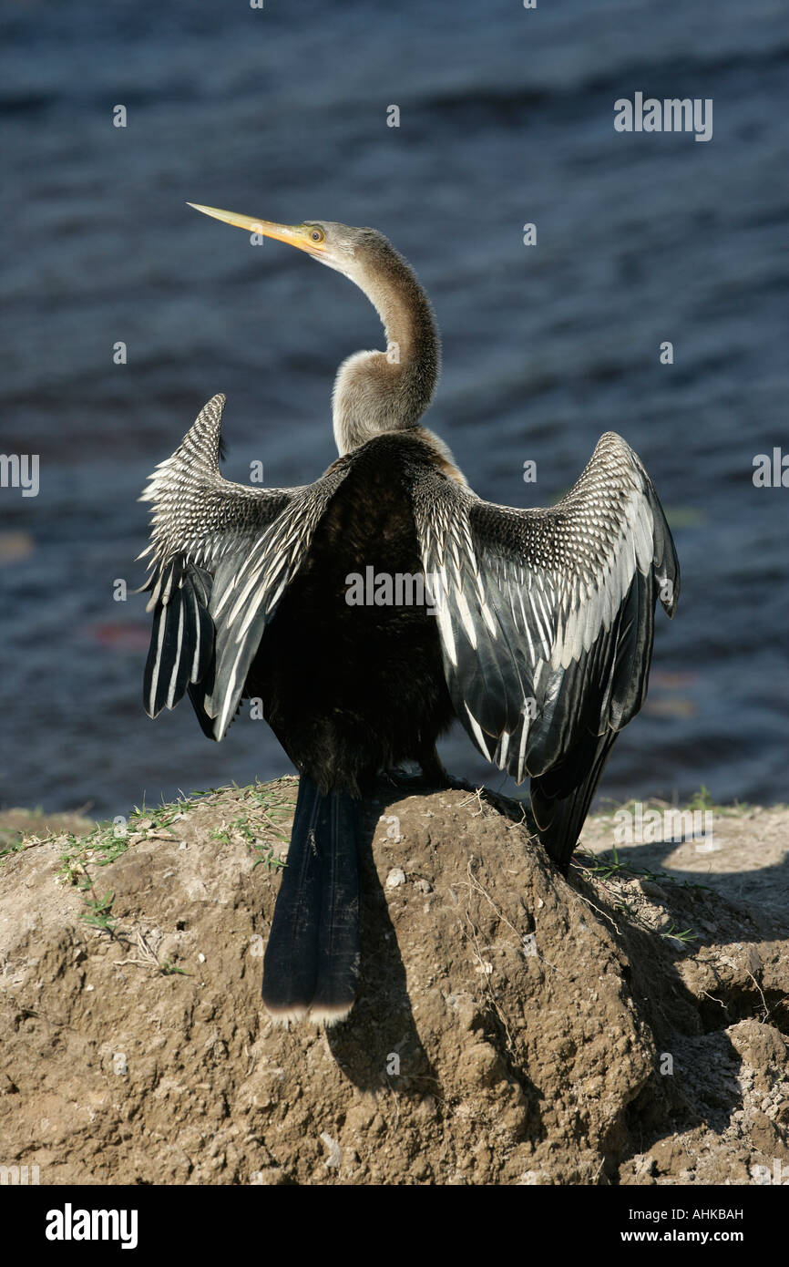 Anhinga Anhinga anhinga Brazil Stock Photo