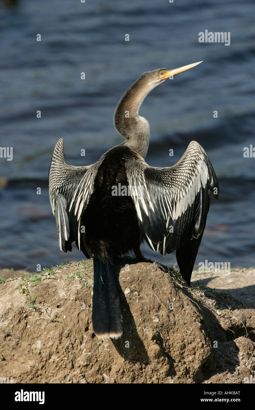 Anhinga Anhinga anhinga Brazil Stock Photo