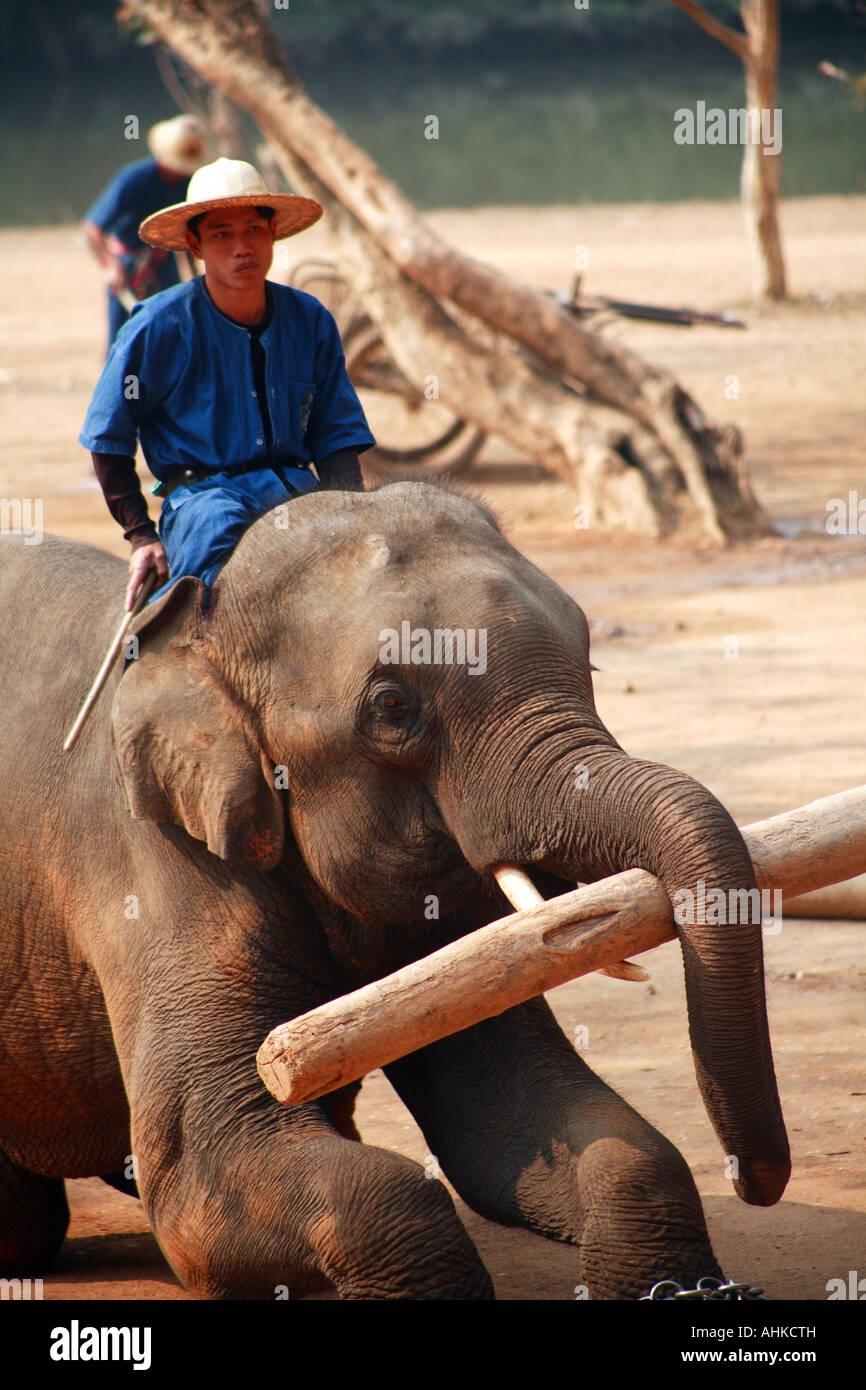 Elephant and mahout at work at the Thai Elephant Conservation Centre Stock Photo