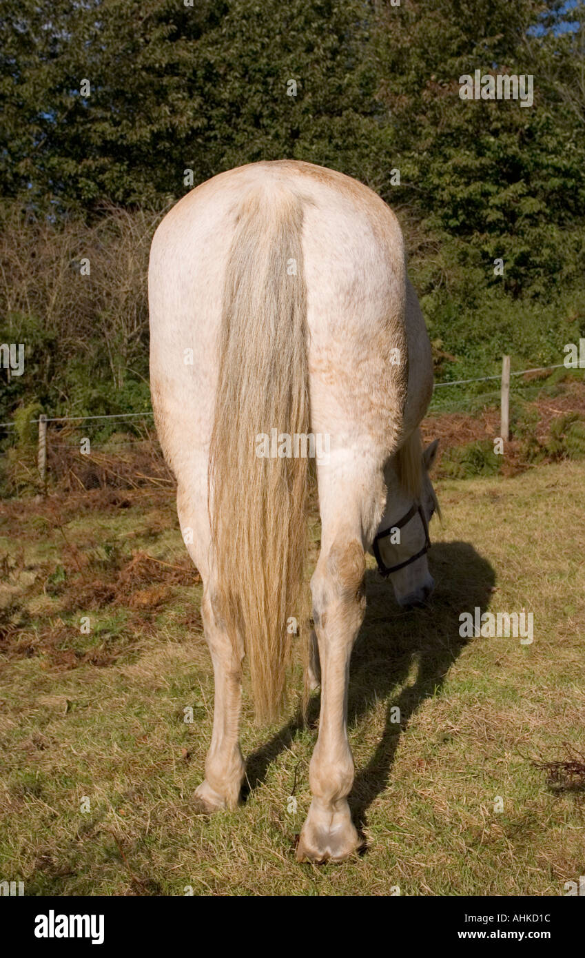 Backside of White Horse in Field Stock Photo - Alamy