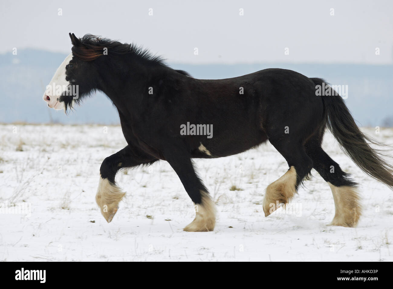 horse walking sound horse walking sound