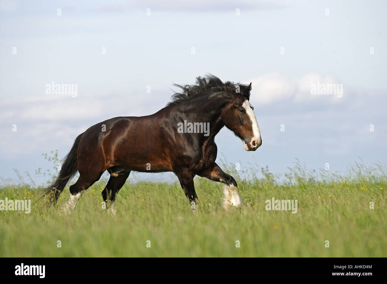 Shire horse - walking on meadow Stock Photo