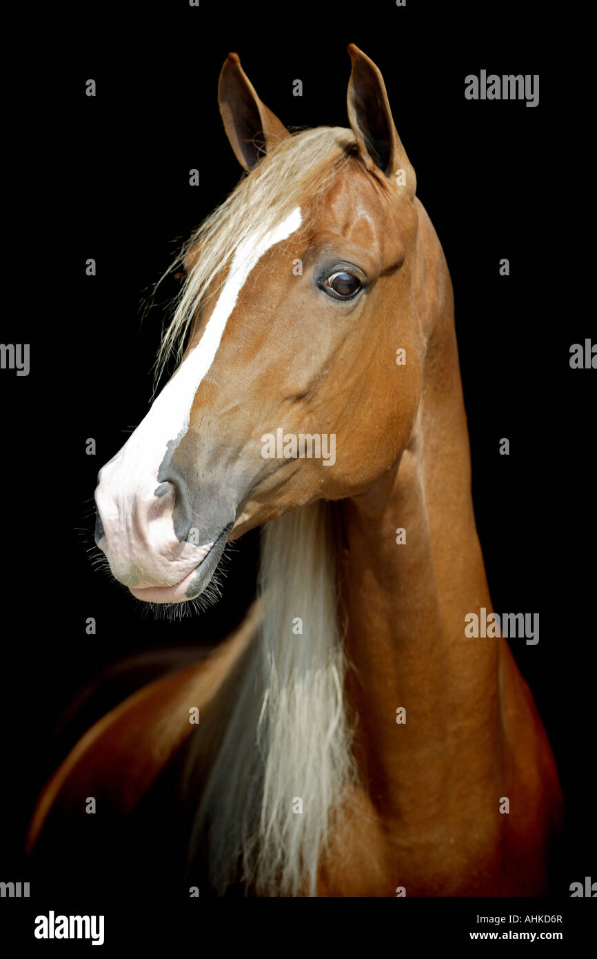 Tennessee Walking Horse. Portrait of chestnut adult Stock Photo - Alamy