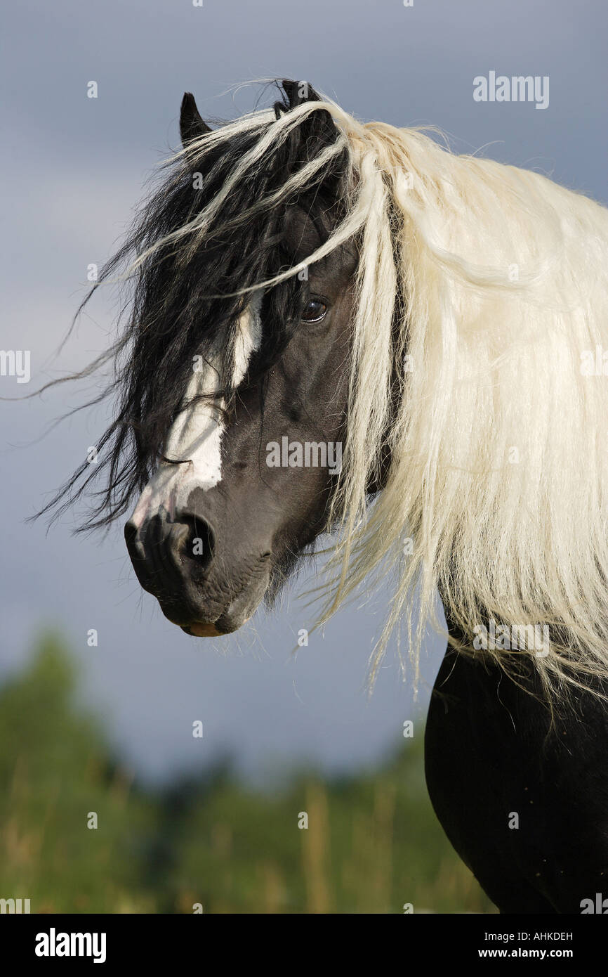 Tinker pony - portrait Stock Photo