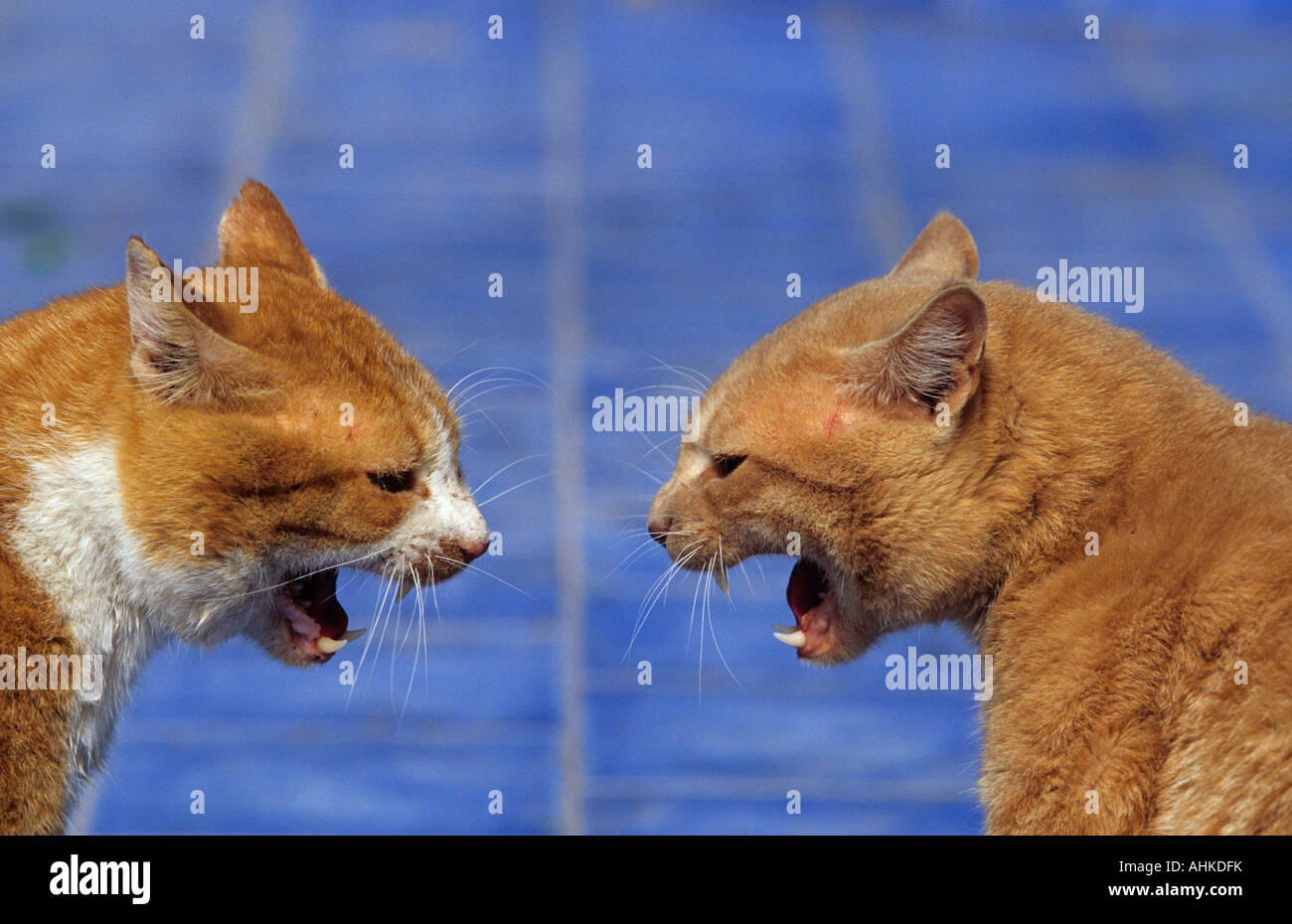 Hiss hires stock photography and images Alamy