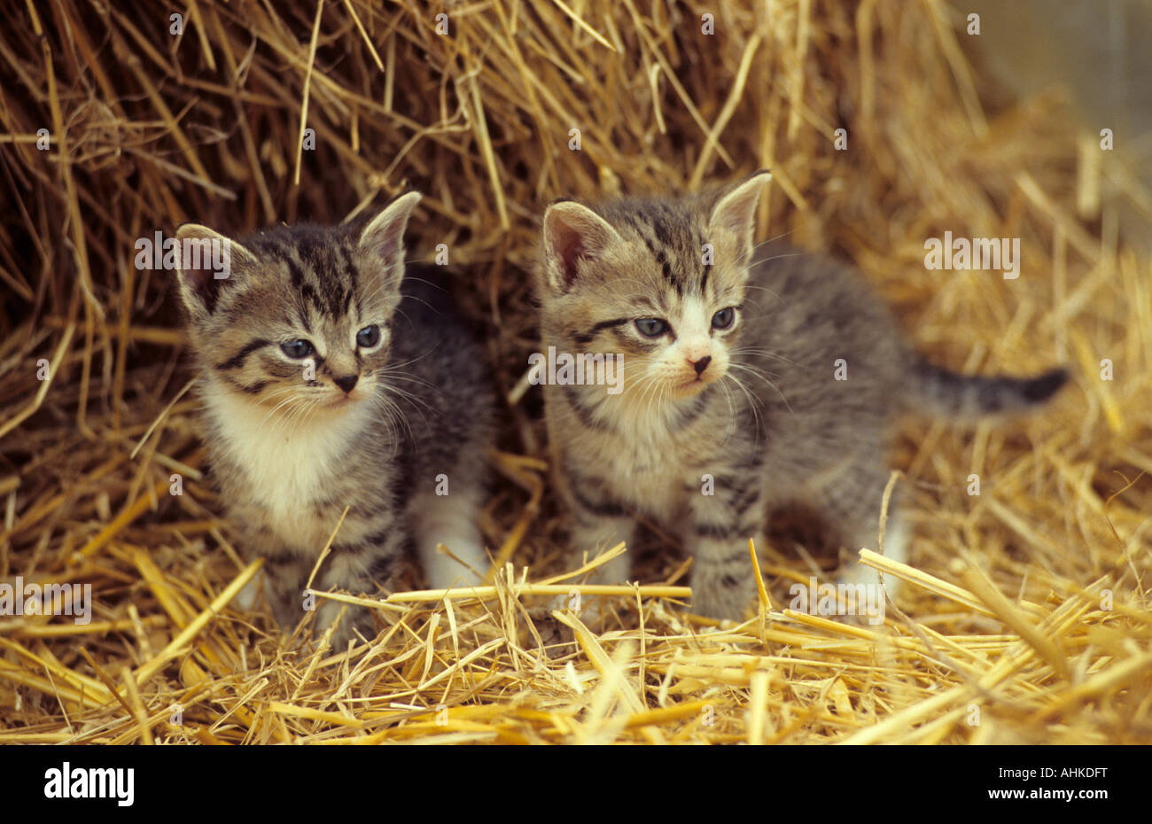 zwei junge Hauskatzen im Stroh two young domestic cats in straw Stock Photo