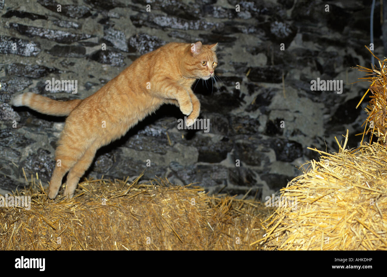 roter Kater im Sprung red male cat jumping Stock Photo