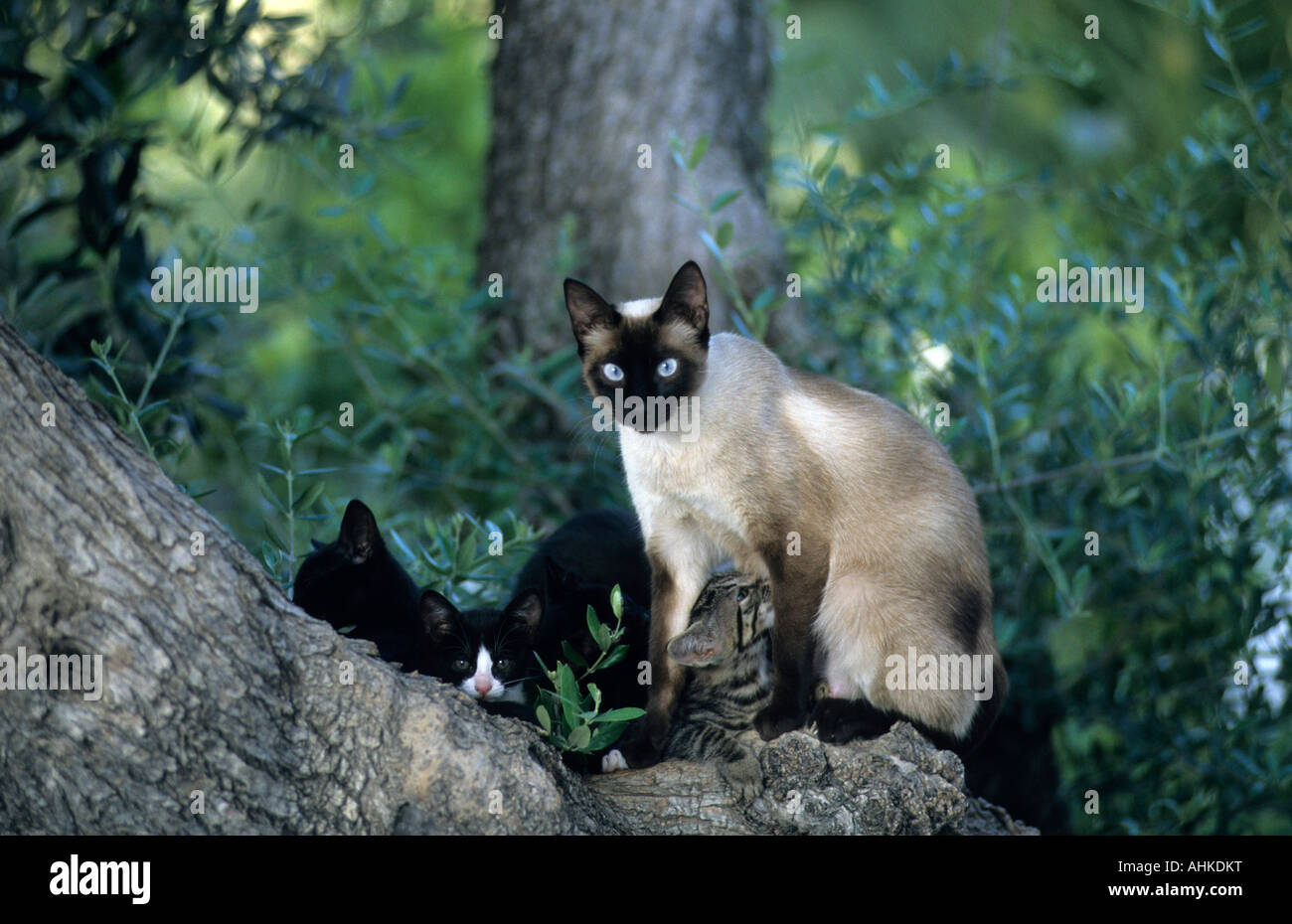 Siamkatze weiblich mit Jungtieren auf Baum Female Siamese cat with kitten catkins on tree Stock Photo