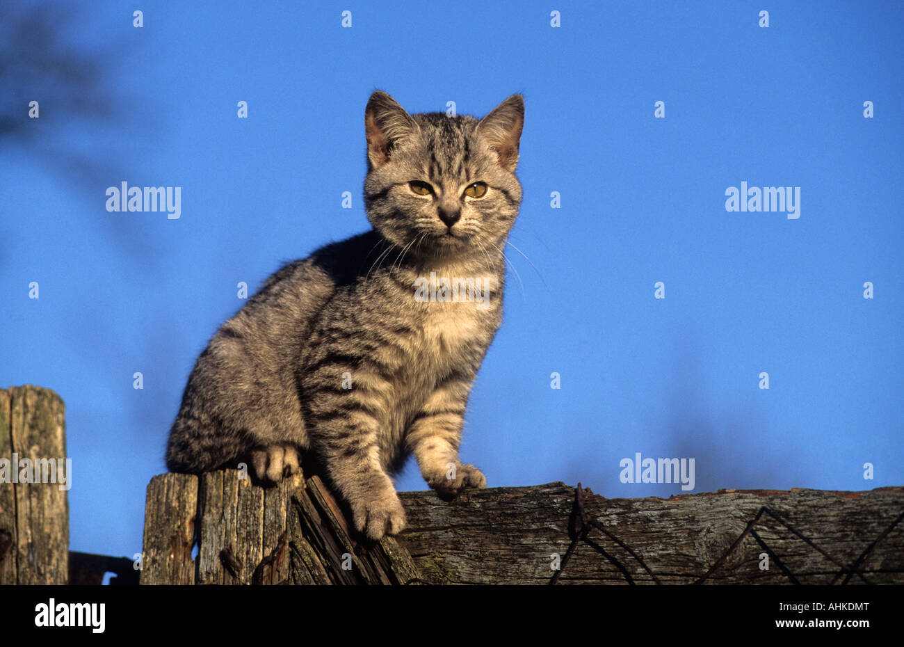 getigerte Hauskatze Jungtier draussen auf Holzzaun sitzend tabby cat domestic kitten outdoor sitting on wooden fence Stock Photo