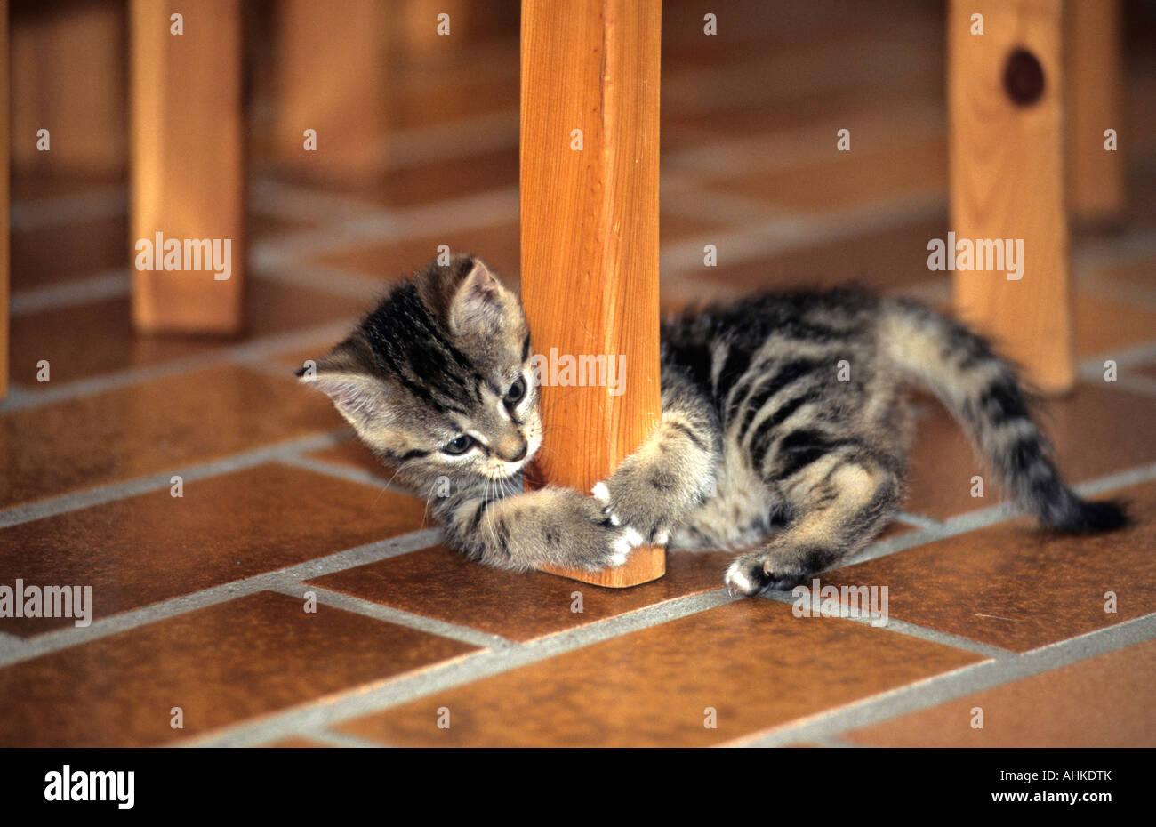 getigerte Hauskatze Jungtier spielend mit Stuhlbein drinnen tabby domestic cat kitten playing with chair leg inside indoor Stock Photo