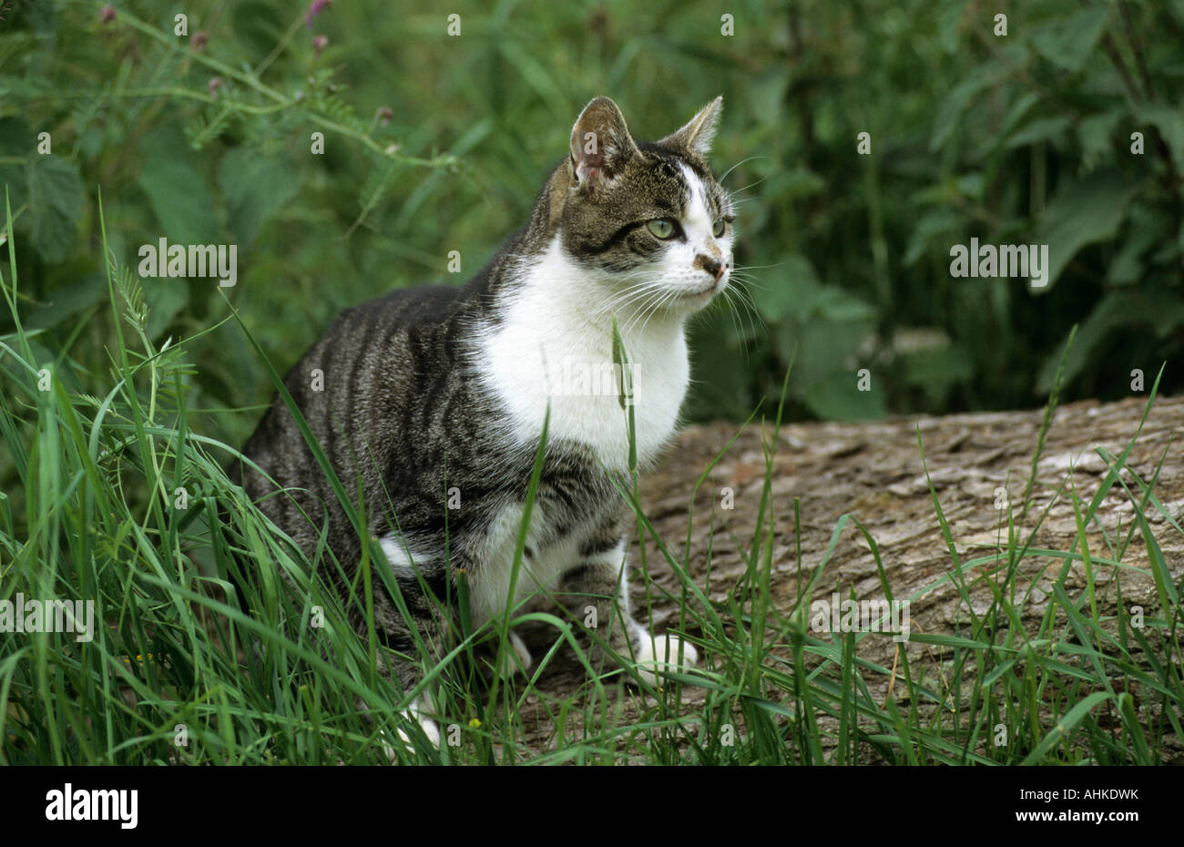 Hauskatze draußen domestic cat outdoor Stock Photo