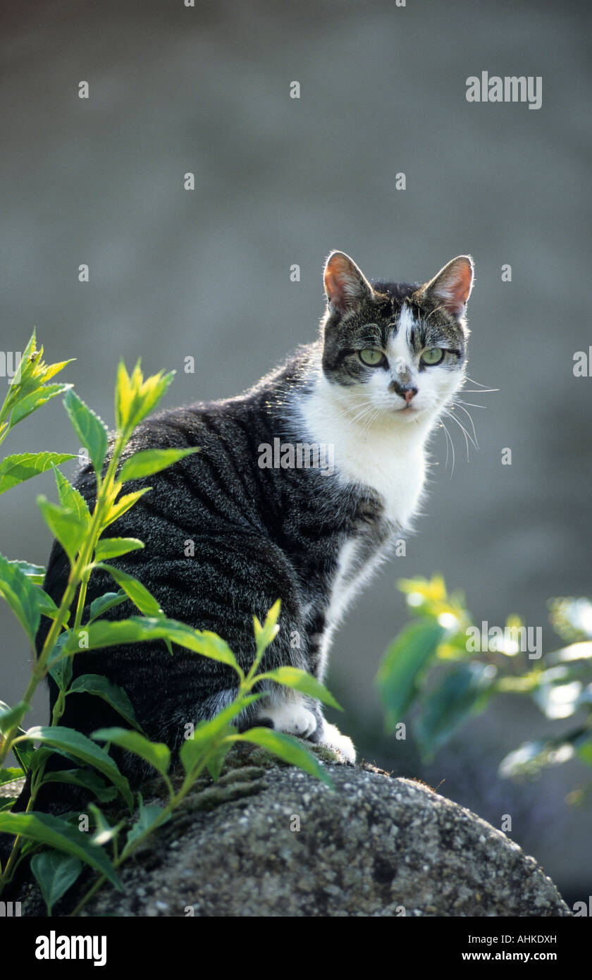 Hauskatze auf Stein sitzend domestic cat sitting on stone Stock Photo
