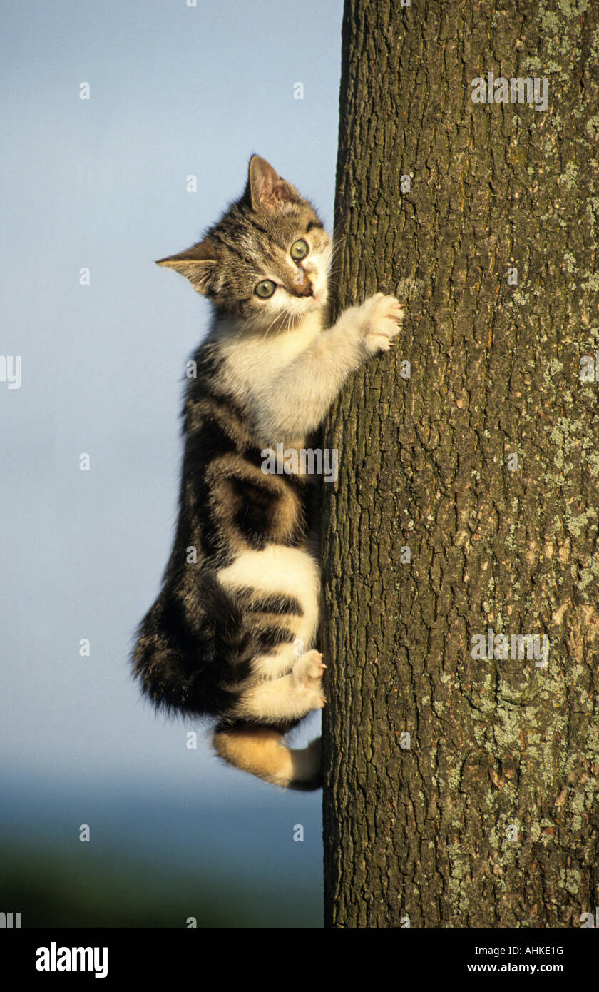 Hauskatze Jungtier beim Klettern auf Baum domestic cat kitten climbing a tree Stock Photo