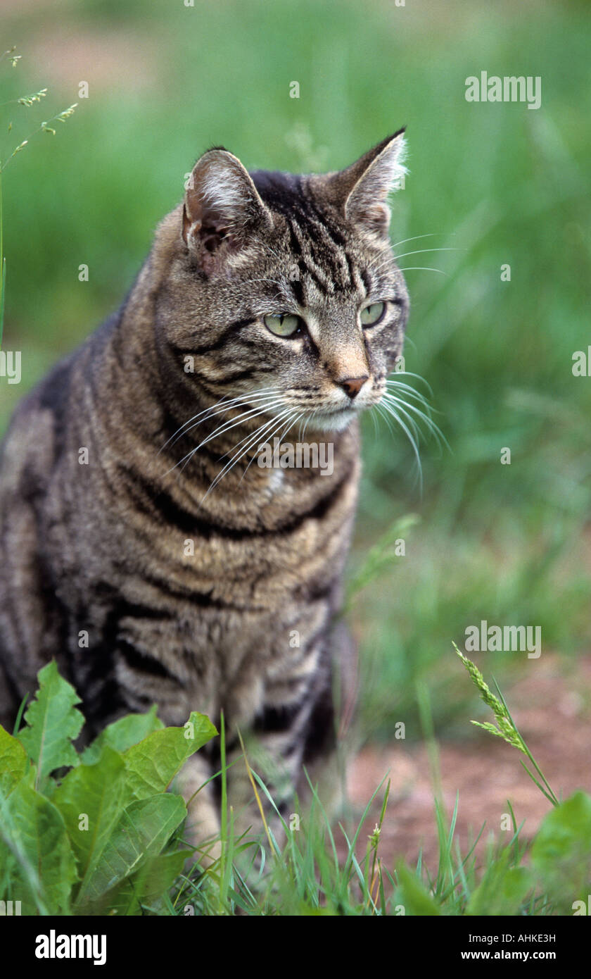 graue Hauskatze kastrierter Kater grey domestic male cat castrated caponized desex Stock Photo