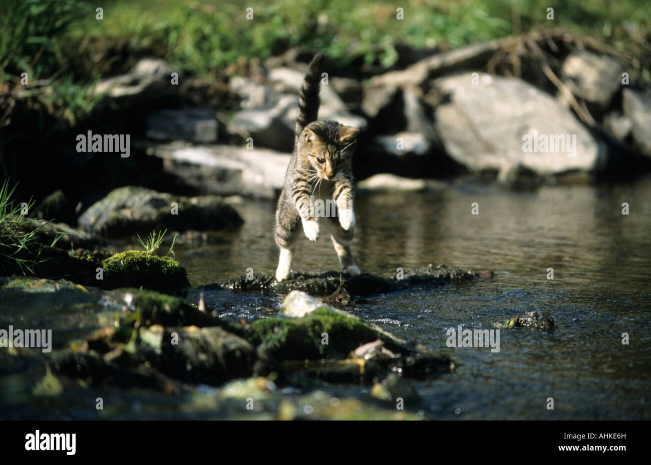 Hauskatze im Sprung über Bach domestic cat jumping over stream brook Stock Photo