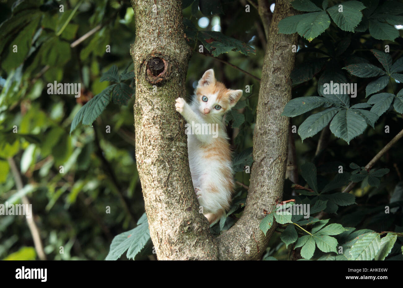 Junge Hauskatze kletternd auf Baum young domestic cat climbing on tree Stock Photo