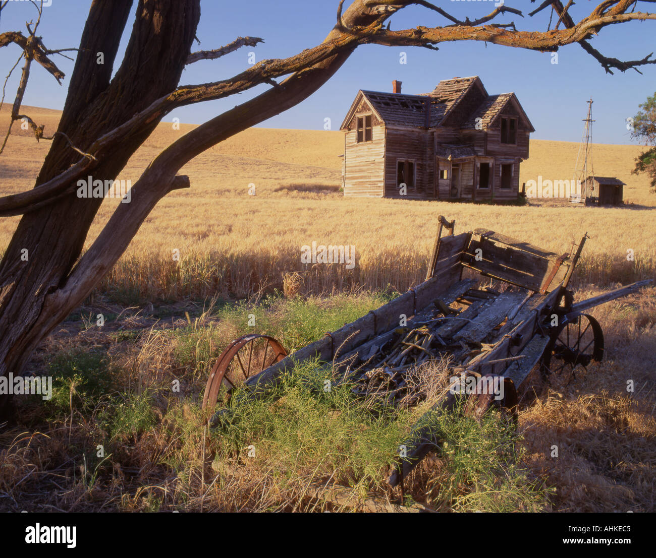 Old homestead stands in a wheat field near The Oregon Trail route Stock
