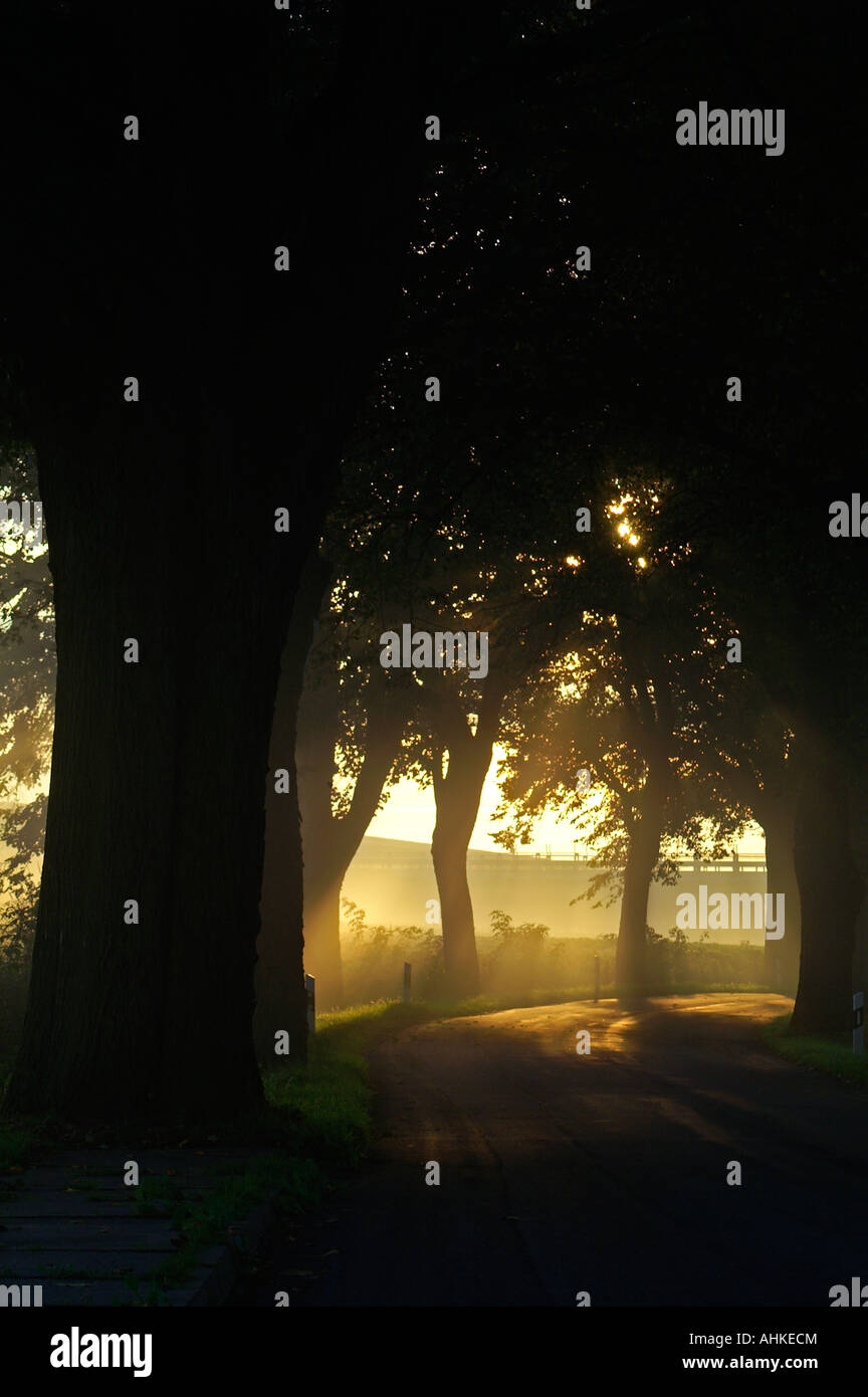 street trees morning fog Stock Photo - Alamy