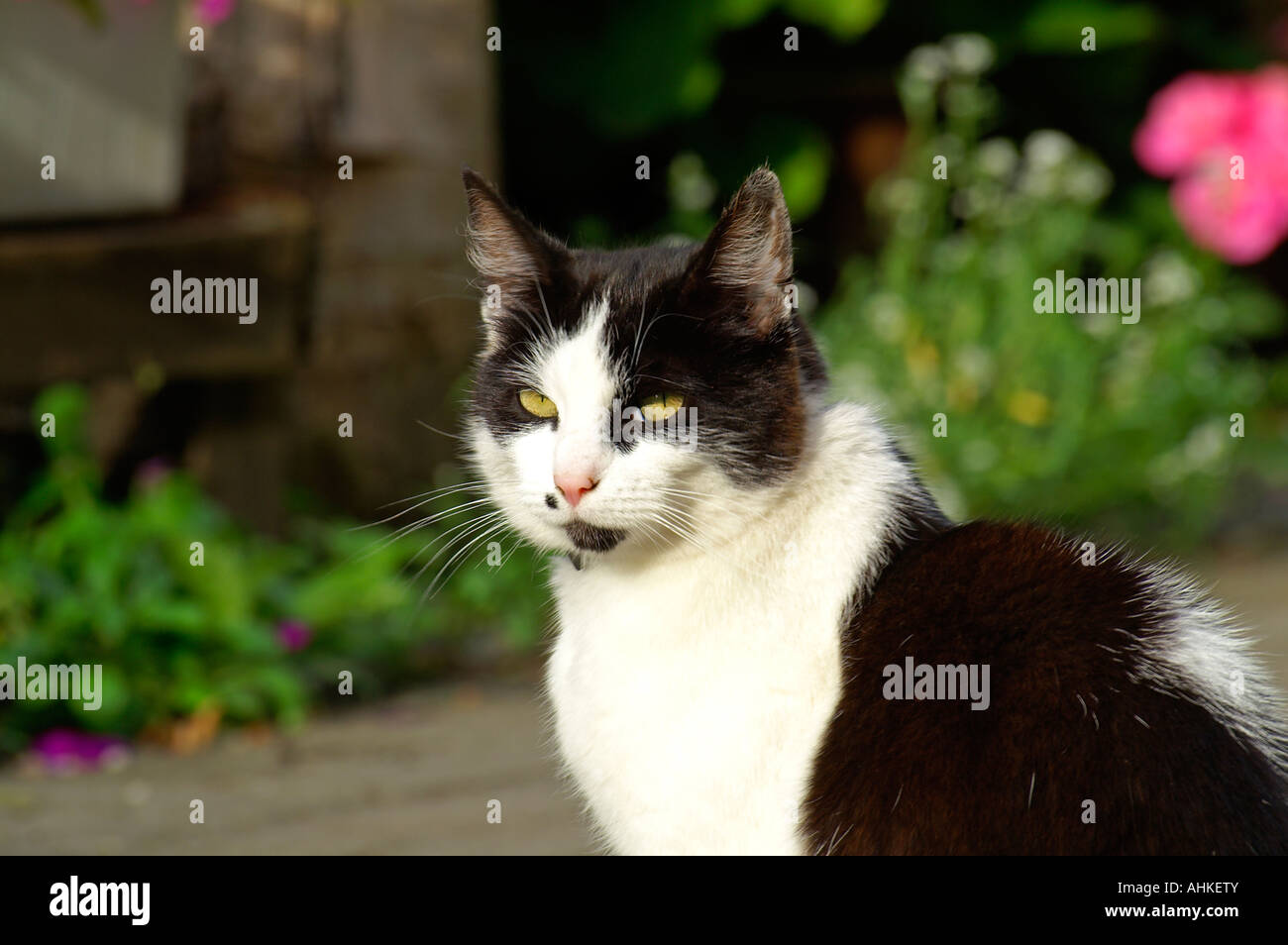 Katze face cat Stock Photo - Alamy