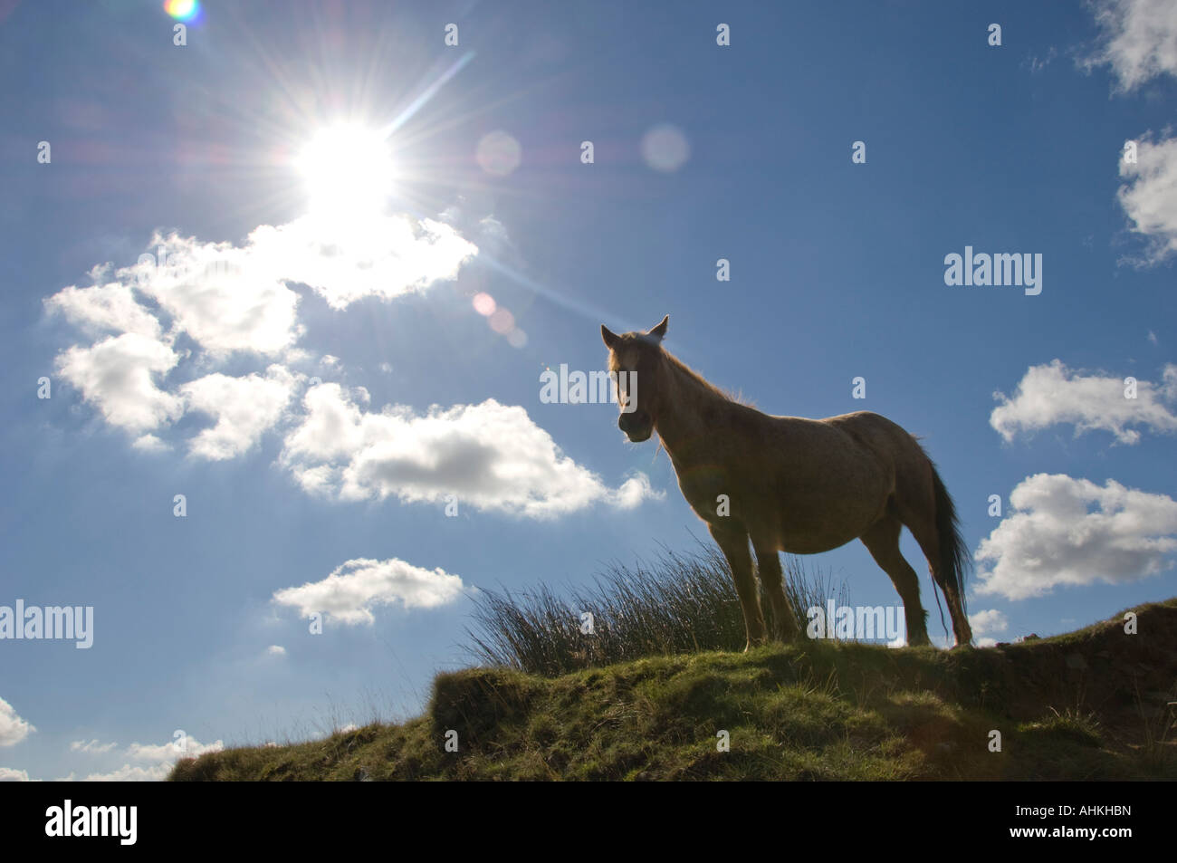 Wild pony on the Black Mountain Mynydd Du betwen Llangadog and Brynaman Carmarthenshire Wales Stock Photo