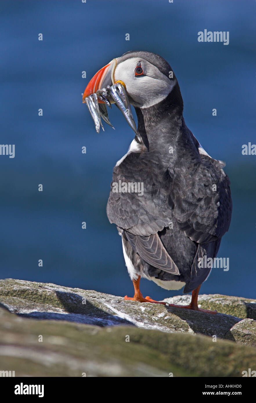 Puffin with Sandeels Skomer Island Pembrokeshire West Wales Stock Photo