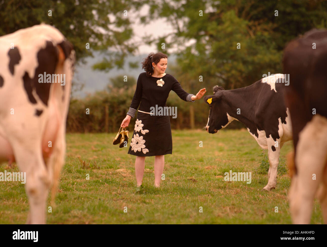 A WELL DRESSED LADY WITH HIGH HEELS IN A FIELD OF COWS Stock Photo