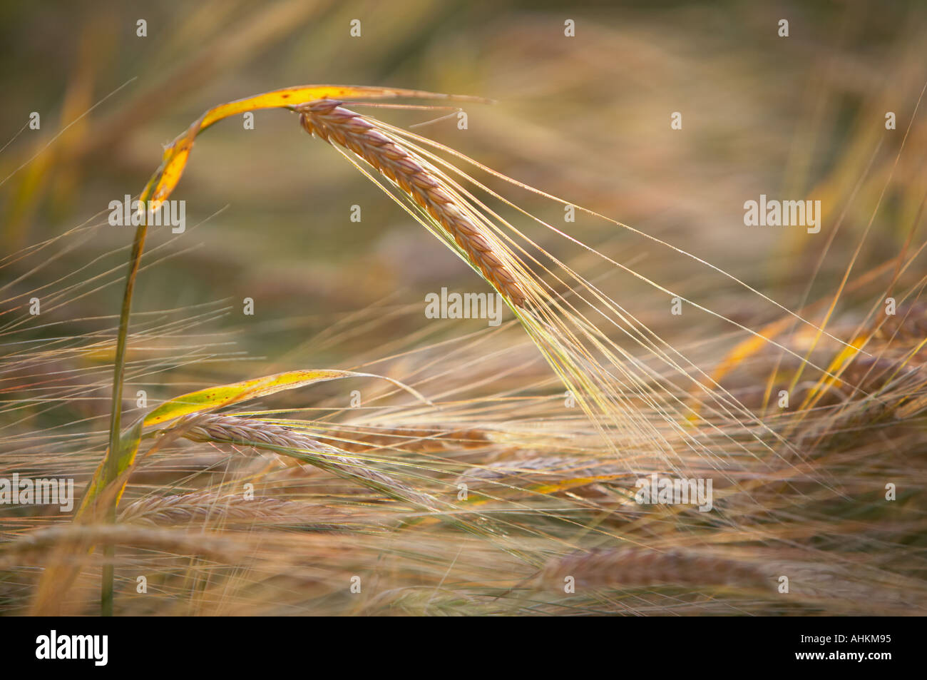 Ear of barley Stock Photo - Alamy