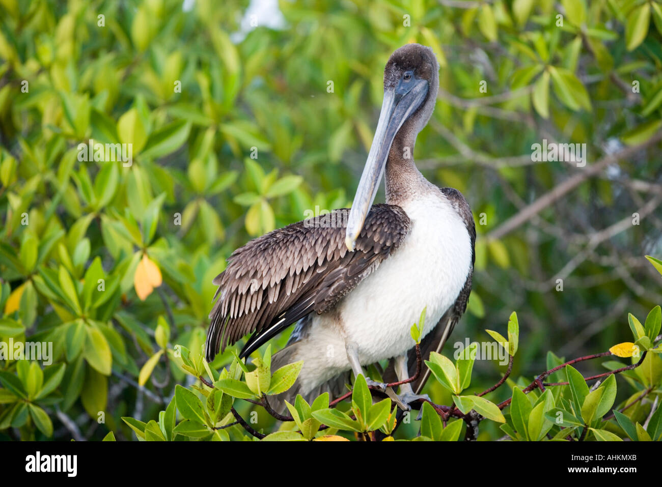 Ecuador Galapagos Islands Brown Pelican Pelecanus Occidentalis Stock Photo Alamy