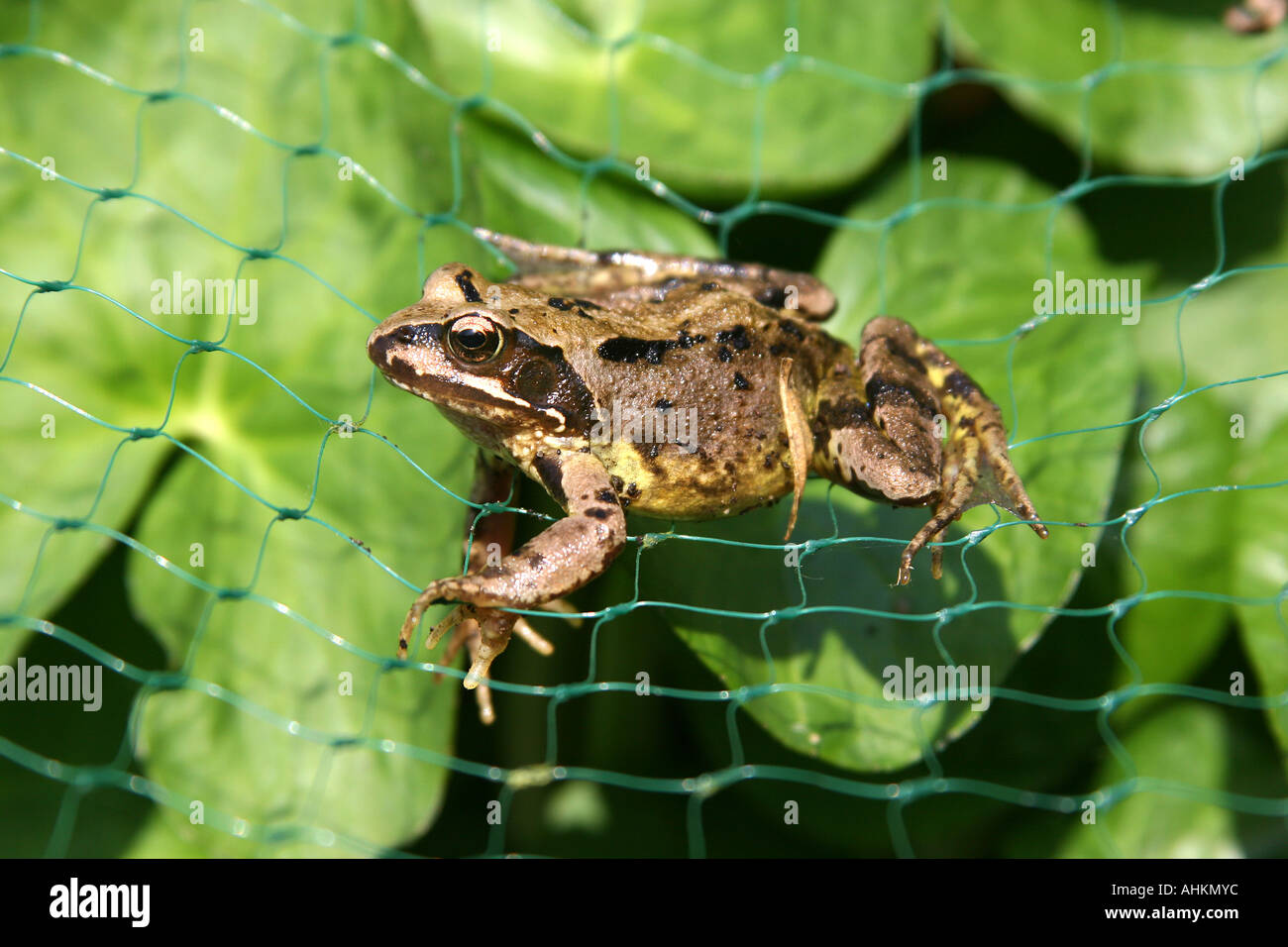 Netting garden pond hires stock photography and images Alamy