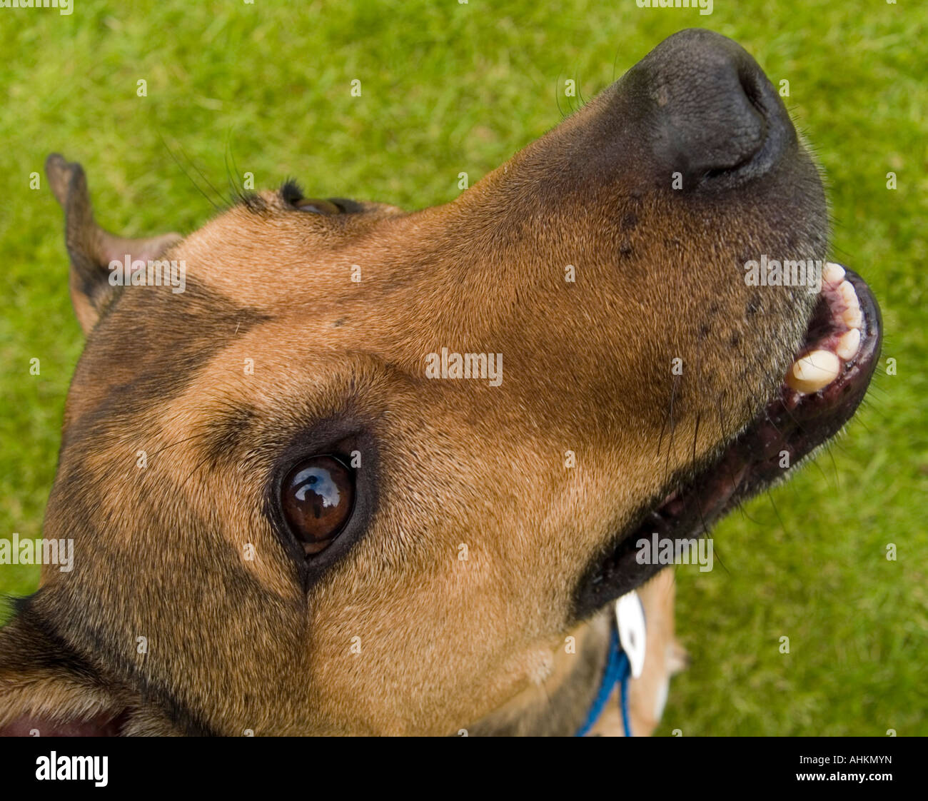 Side view of a brown dogs face as it smiles and looks sideways into the