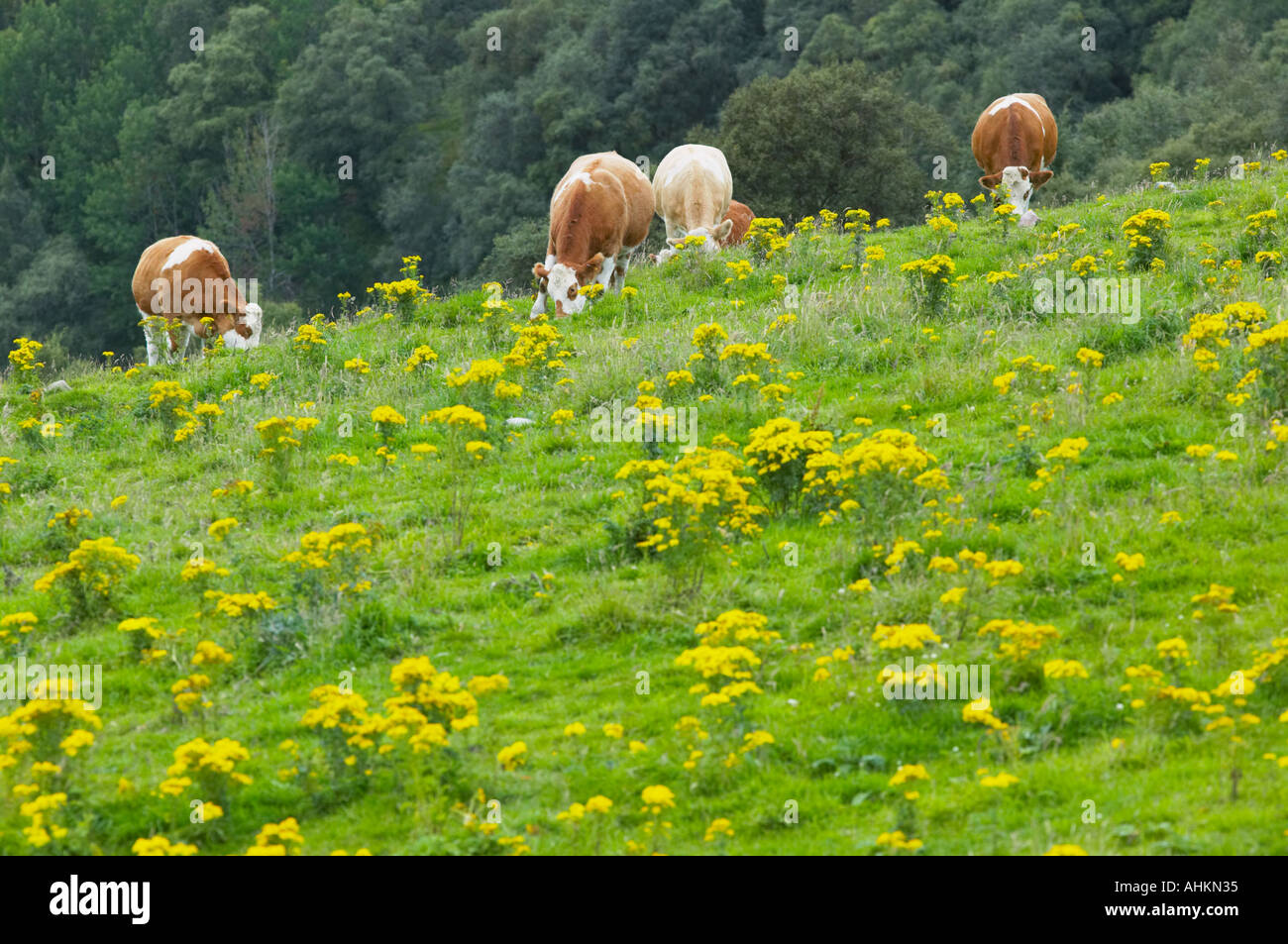 Common Ragwort, Senecio jacobae, in a field grazed by beef cattle Stock ...