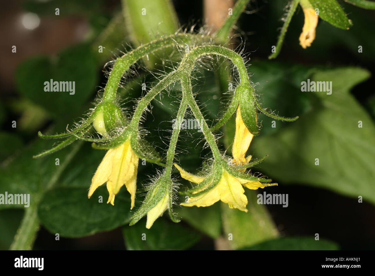 Tomato flowers on plant Stock Photo - Alamy