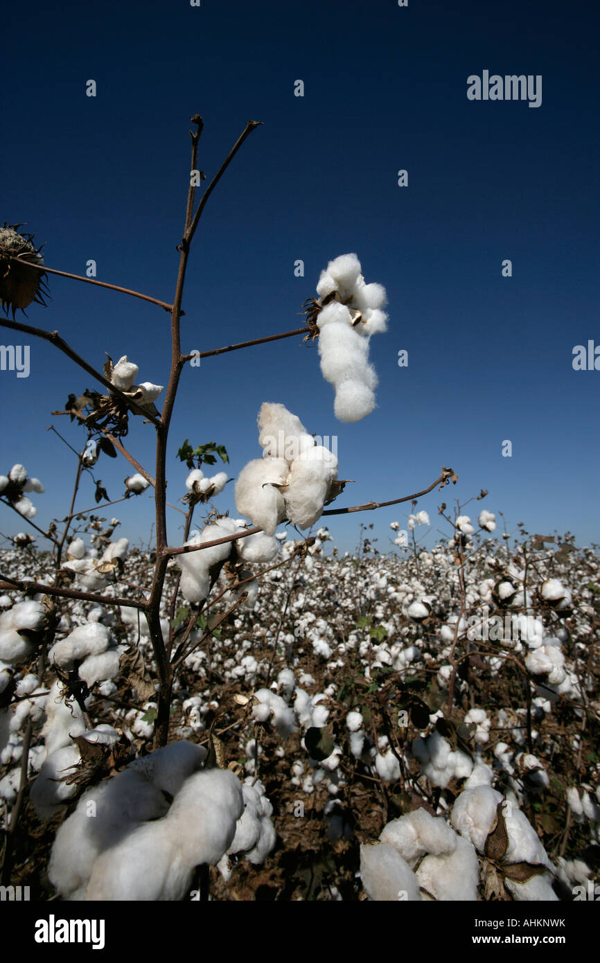 cotton-crop-brazil-stock-photo-alamy