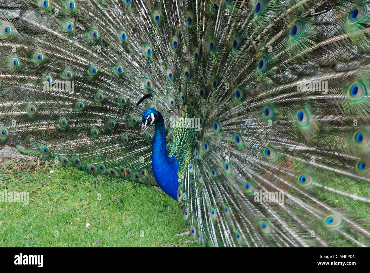 Peacock spreading feathers Stock Photo
