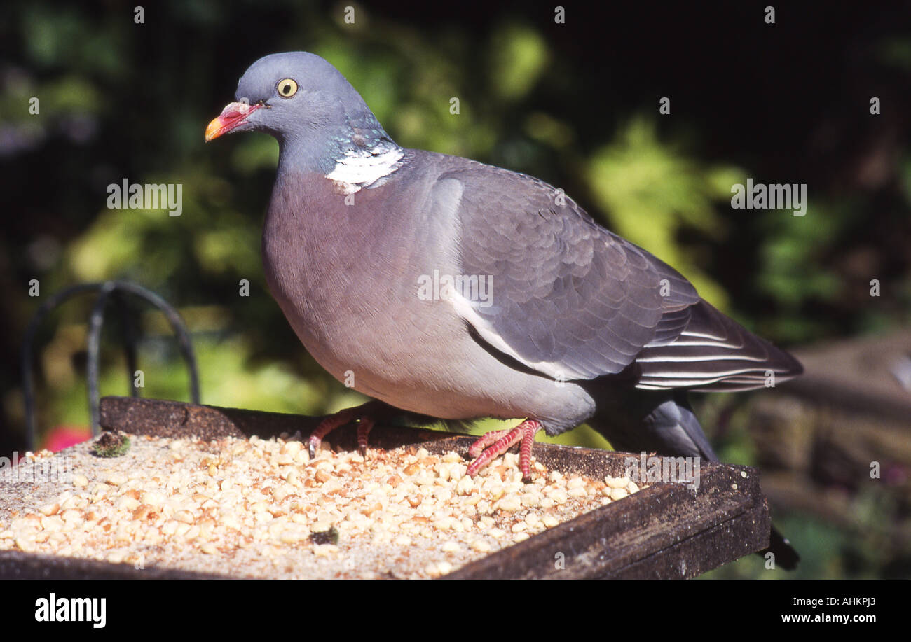 Woodpigeon on garden bird table. Stock Photo