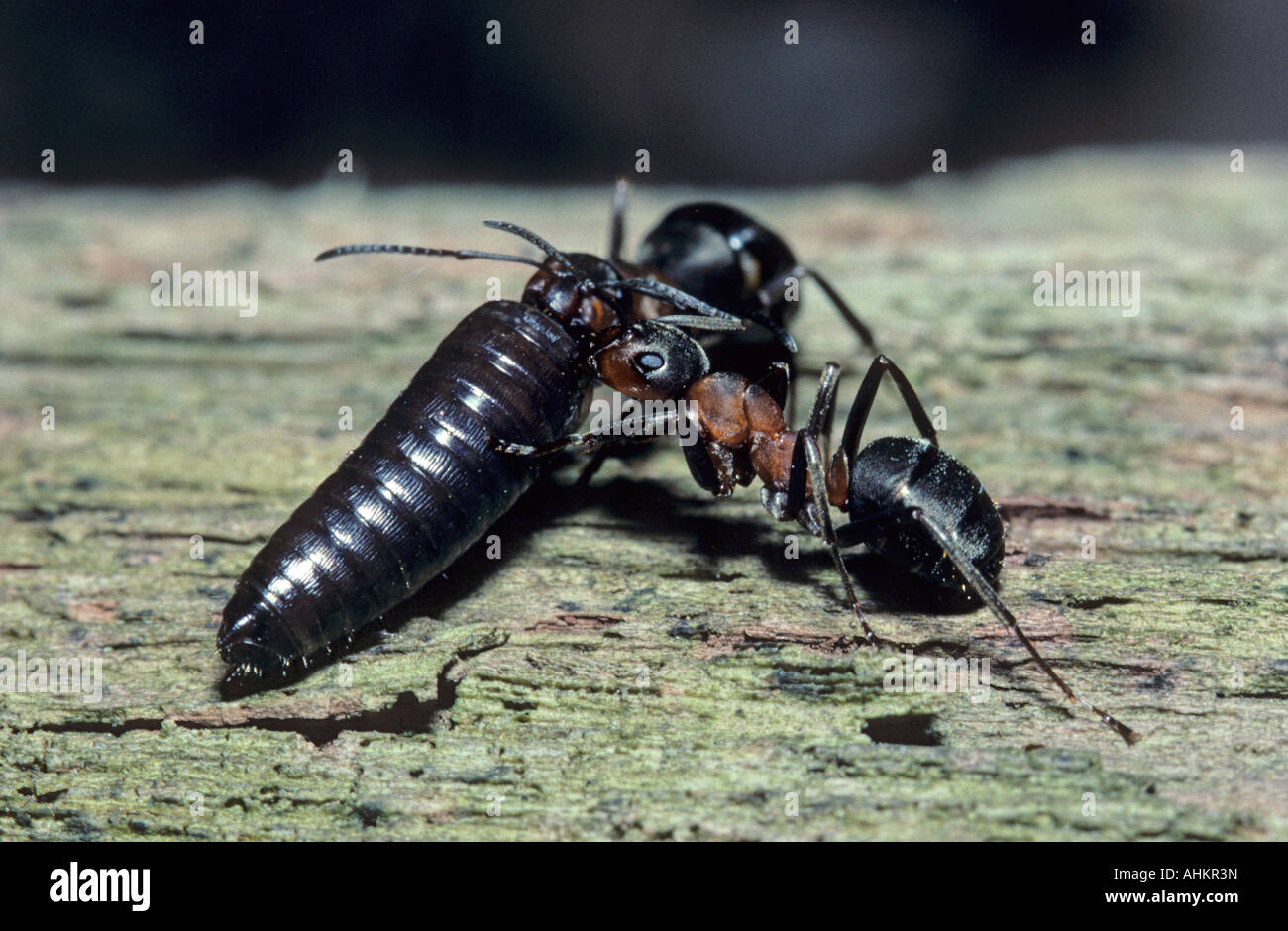 Woodants Formica rufa carrying prey back to nest Kent England Summer Stock Photo