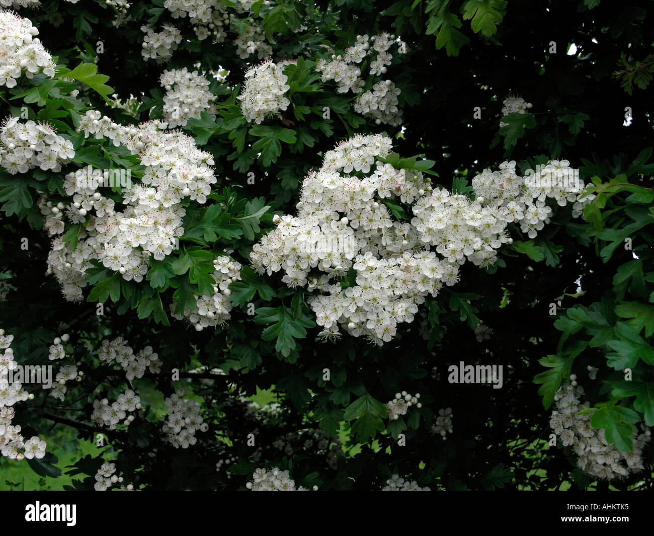 Hawthorn Blossom Stock Photo
