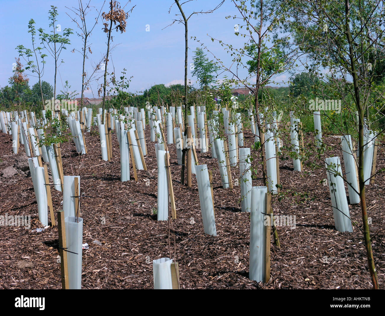 Newly planted and staked trees protected from rabbits Stock Photo Alamy