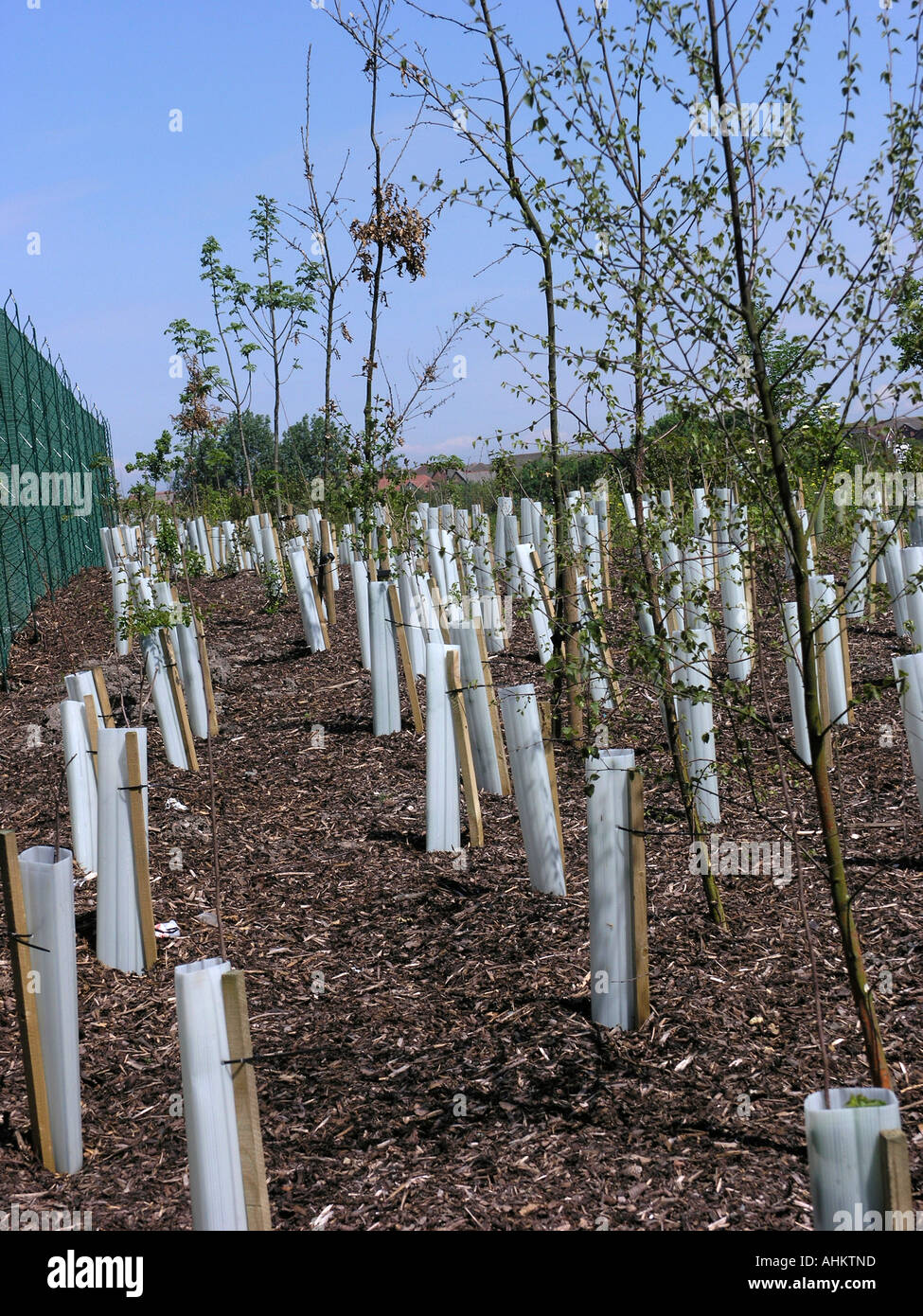 Newly planted and staked trees protected from rabbits Stock Photo Alamy