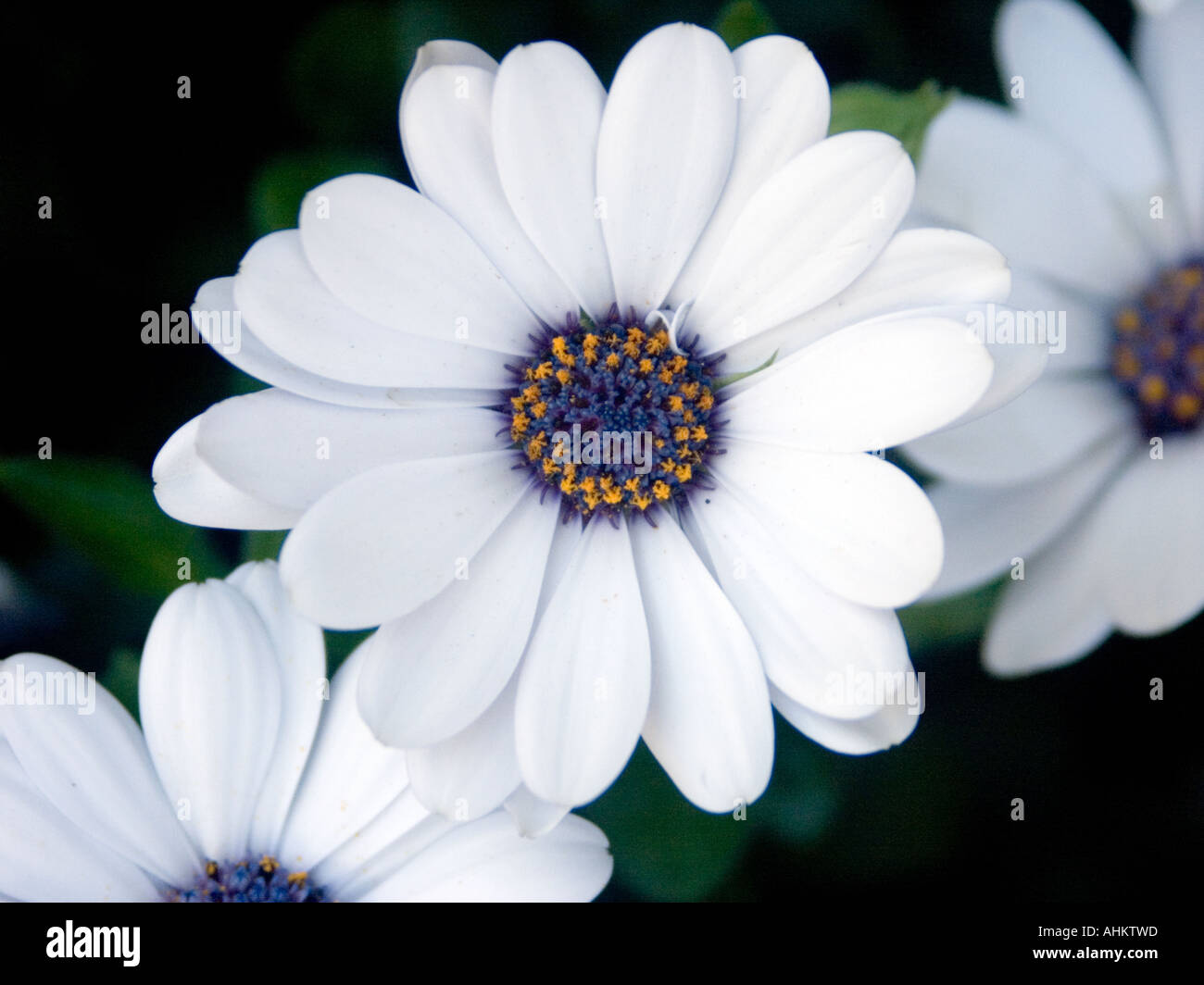 pic White Flower With Dark Blue Center https www alamy com close up of white osteospermum flower with blue and yellow centre image8285596 html
