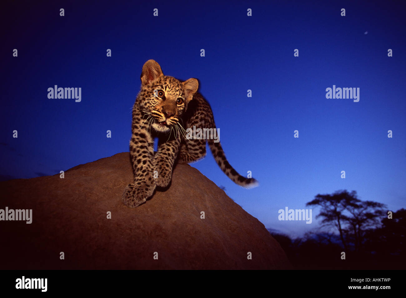 Baby Leopard on anthill Stock Photo - Alamy