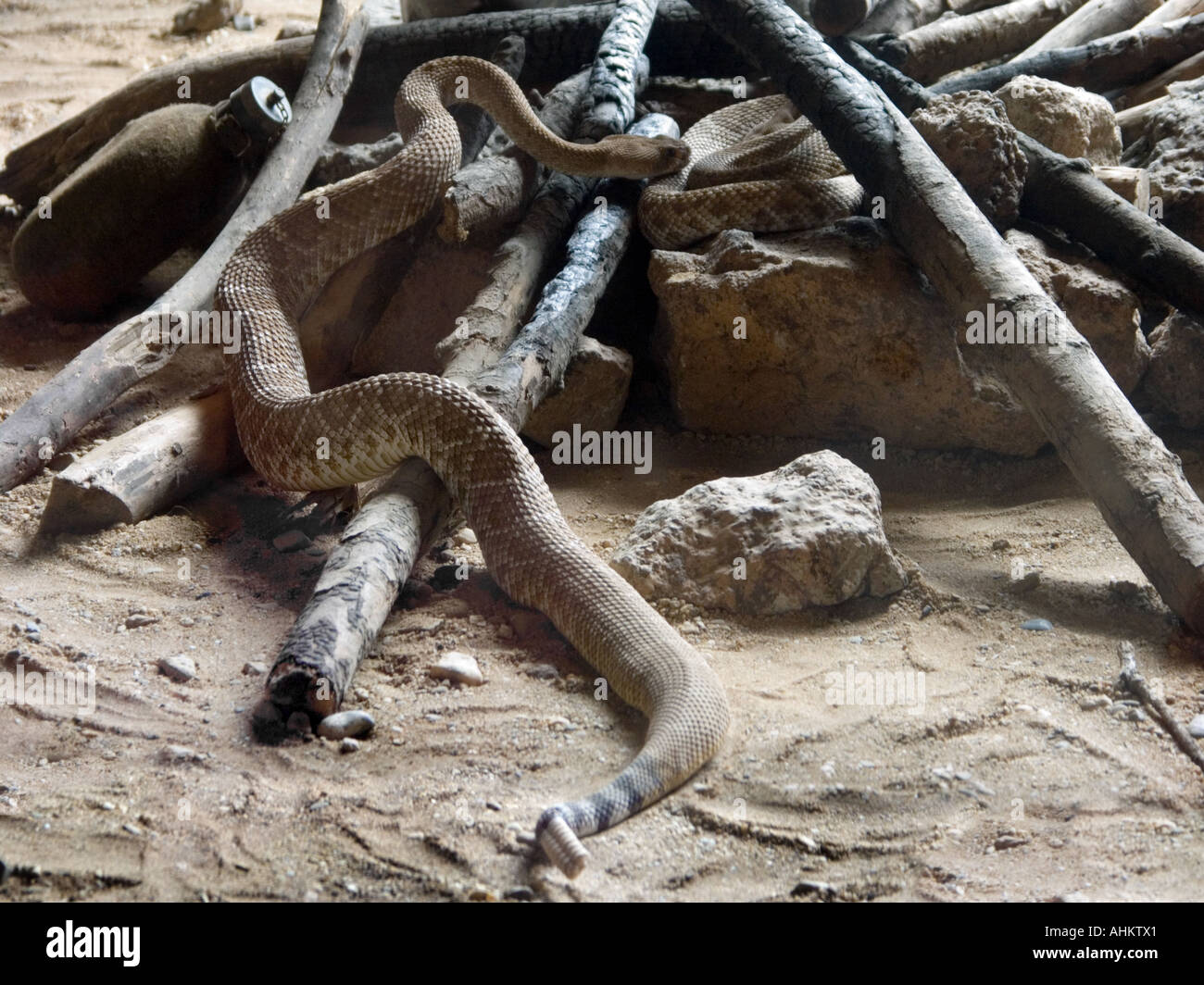 Western Diamond Back Rattlesnakes in Camp Fire Stock Photo - Alamy