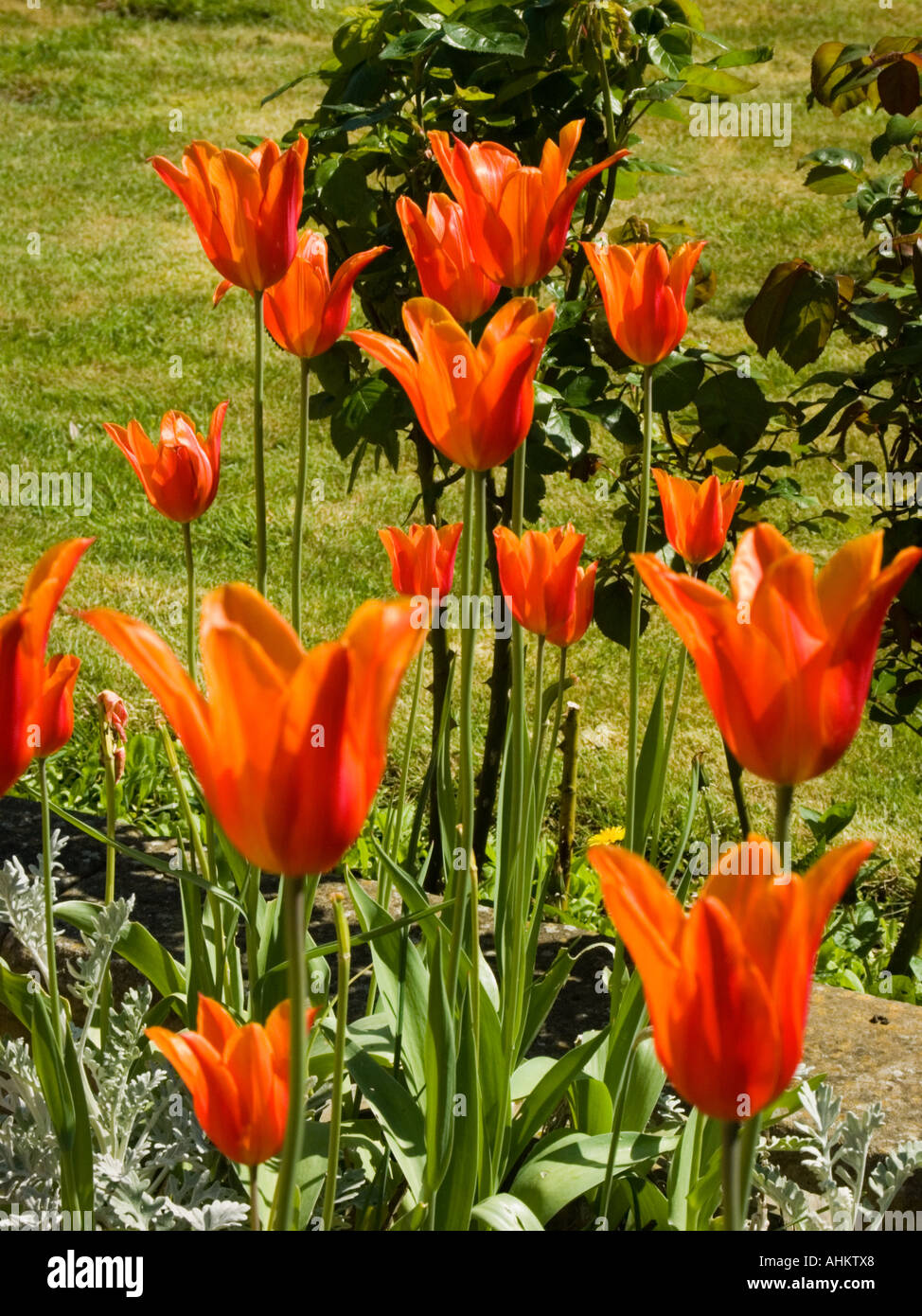 Red and Orange Tulips in Sunshine Stock Photo