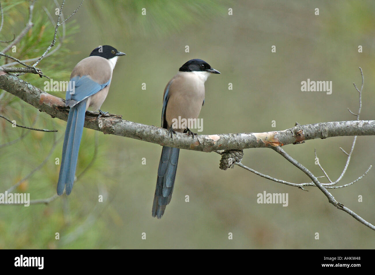 Pair perched on branch Spain April Stock Photo