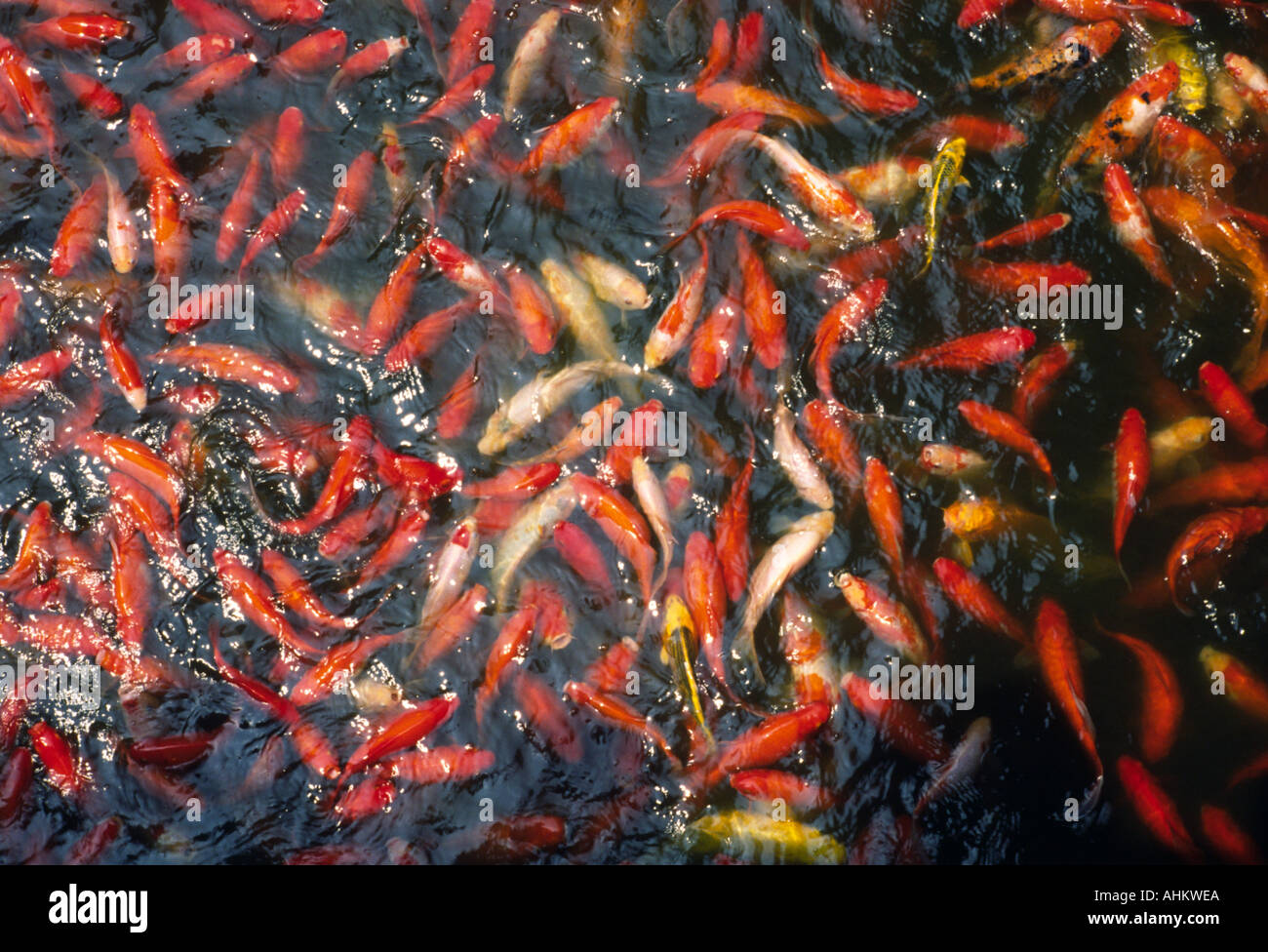 Pond full of goldfish hi-res stock photography and images - Alamy