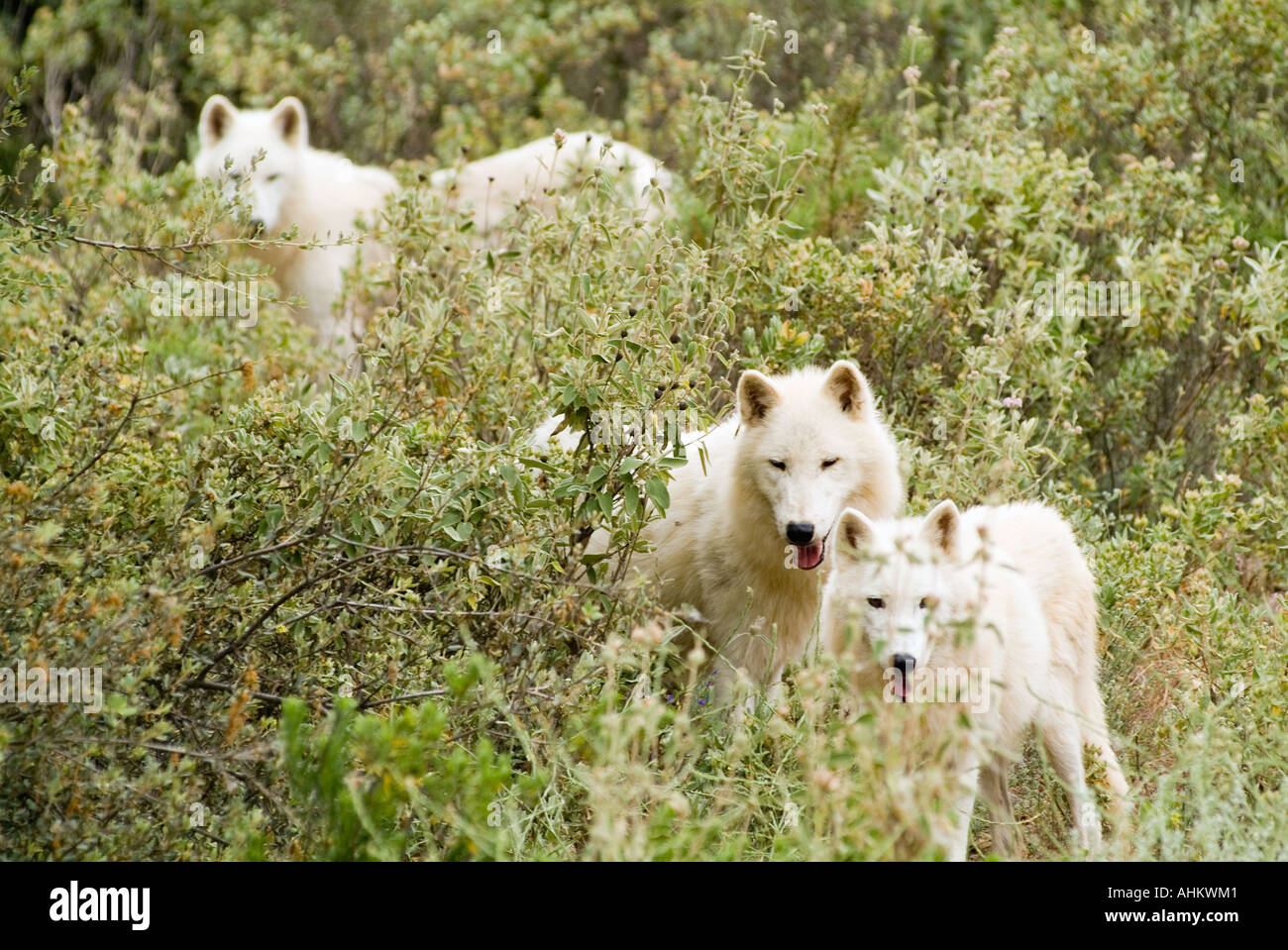 polar wolves in captivity searching for food with the pack Stock Photo